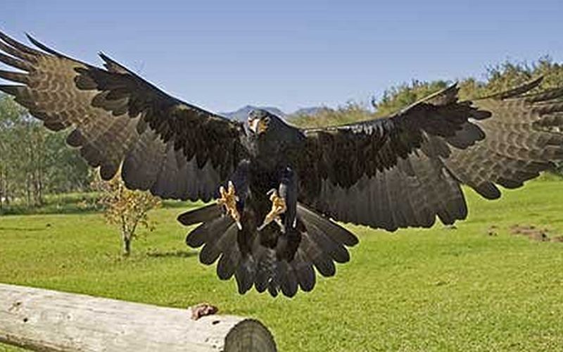 Eagle Encounters, animal experiences in Stellenbosch