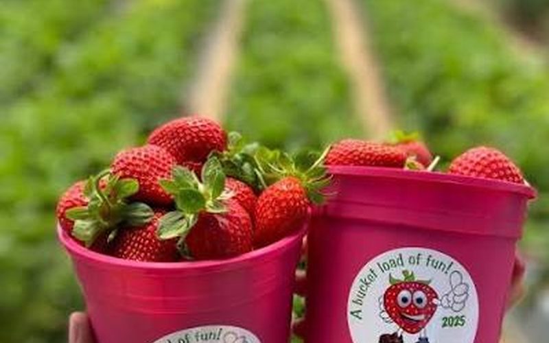 Polkadraai Strawberry Farm, farms in Kuils River